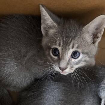 Olga -  Domestic Short Hair Cat for Adoption in Tampa, Florida - Olga | PetCurious