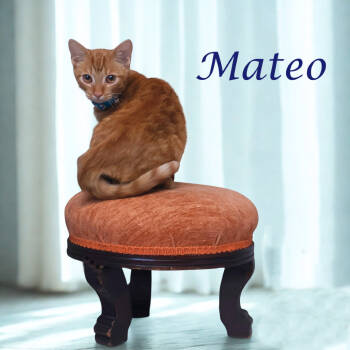 Rescue Domestic Short Hair Cats for Adoption in Lebanon, Tennessee - Mateo C25-261 | PetCurious