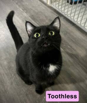 Rescue Domestic Short Hair Cats for Adoption in West Newton, Pennsylvania - Toothless | PetCurious