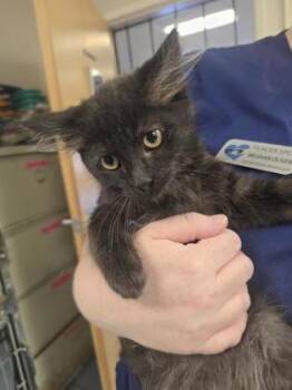 Tiny Tina -  Domestic Long Hair and Domestic Short Hair Cat for Adoption in Roseville, California - Tiny Tina | PetCurious