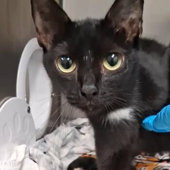 Lucy -  Domestic Short Hair Cat for Adoption in West Palm Beach, Florida - Lucy | PetCurious