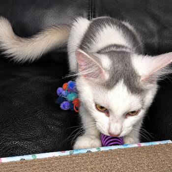 Claude -  Domestic Medium Hair and Turkish Angora Cat for Adoption in Tustin, California - Claude | PetCurious