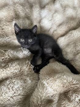 Domestic Short Hair Cats Available for Adoption in Vacaville, California - Newt | PetCurious