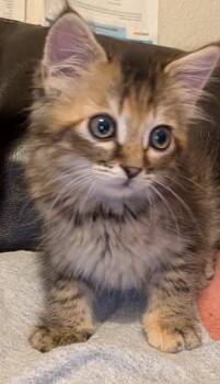 Junie B. Jones -  Domestic Long Hair Cat for Adoption in Gardnerville, Nevada - Junie B. Jones | PetCurious