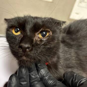 Nebula -  Domestic Short Hair Cat for Adoption in Yuma, Arizona - Nebula | PetCurious