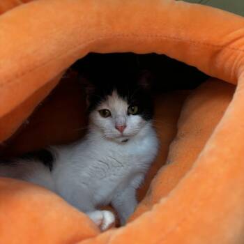 Domestic Short Hair Cats Available for Adoption in Lynchburg, Virginia - Bobby | PetCurious
