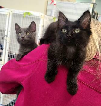 Grayskull & Windsor -  Domestic Medium Hair Cat for Adoption in Kirkland, Washington - Grayskull & Windsor | PetCurious