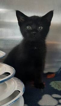 Bada Bing -  Domestic Short Hair Cat for Adoption in Georgetown, Ohio - Bada Bing | PetCurious