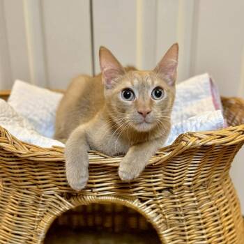 Domestic Short Hair Cats Available for Adoption in Raleigh, North Carolina - Leo | PetCurious