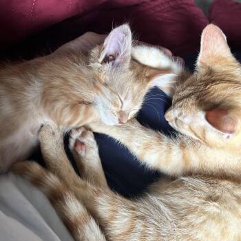 Creamsicle -  Domestic Short Hair Cat for Adoption in Chattanooga, Tennessee - Creamsicle | PetCurious