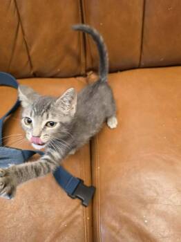 Howdy -  Tabby Cat for Adoption in Virginia Beach, Virginia - Howdy | PetCurious