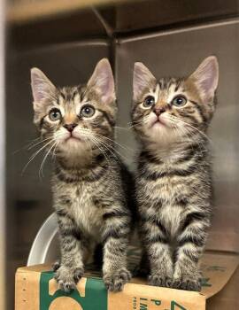 Coop -  Domestic Short Hair Cat for Adoption in Cincinnati, Ohio - Coop | PetCurious