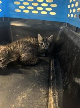 Domestic Short Hair Cats Available for Adoption in San Antonio, Texas - A807073 | PetCurious