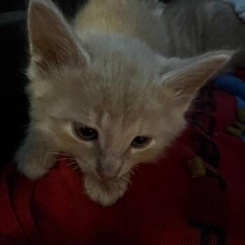 Domestic Long Hair Cats Available for Adoption in Chicago, Illinois - Usopp | PetCurious