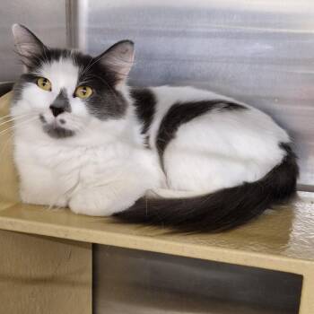 Opal -  Domestic Long Hair Cat for Adoption in New Albany, Ohio - Opal | PetCurious