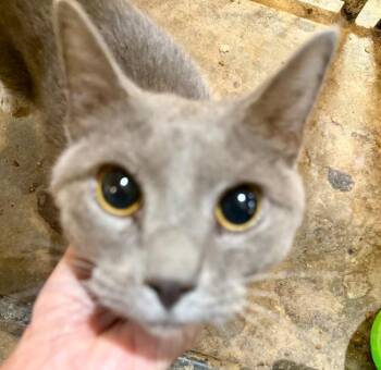 Little Man Blue -  Russian Blue and Domestic Short Hair Cat for Adoption in New Braunfels, Texas - Little Man Blue | PetCurious