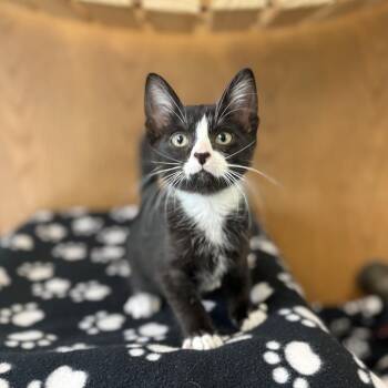 Ant--In Foster -  Domestic Short Hair Cat for Adoption in Fargo, North Dakota - Ant--In Foster | PetCurious