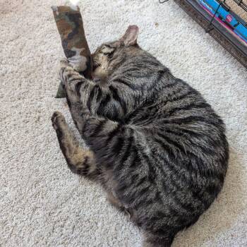 Domestic Short Hair Cats Available for Adoption in Aspinwall, Pennsylvania - Tylenol | PetCurious