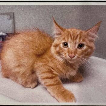 Charleston -  Domestic Medium Hair Cat for Adoption in Antioch, California - Charleston | PetCurious