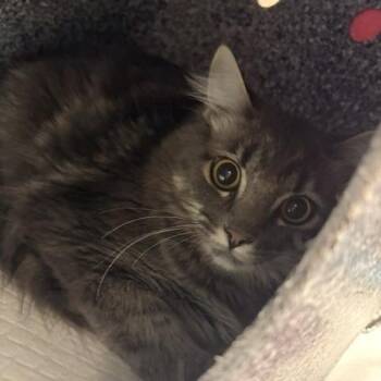 Hermes -  Domestic Long Hair Cat for Adoption in Salt Lake City, Utah - Hermes | PetCurious