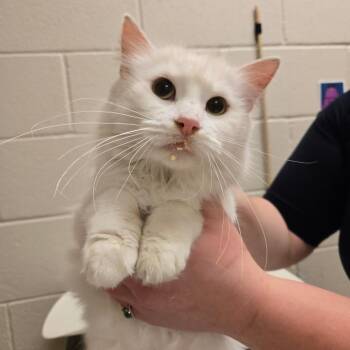 Domestic Medium Hair Cats Available for Adoption - Tiana | PetCurious