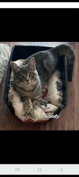 Rescue Domestic Short Hair Cats for Adoption in Ottawa, Ontario - Woody (m) Silver Tabby 6mths | PetCurious