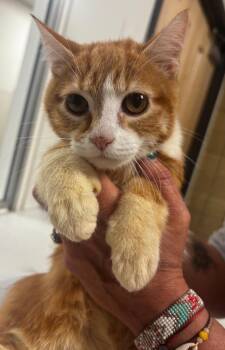 Domestic Short Hair Cats Available for Adoption - Garfield | PetCurious
