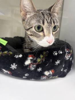 Domestic Short Hair Cats Available for Adoption in Saint Paul, Minnesota - Eleven | PetCurious