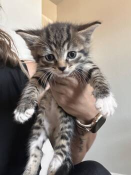 Stripe -  Domestic Short Hair and Tabby Cat for Adoption in Glendale, Arizona - Stripe | PetCurious