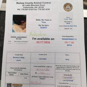 Domestic Short Hair Cats Available for Adoption - Yang | PetCurious