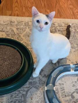 Turkish Van Cats Available for Adoption in Wheaton, Illinois - Gus | PetCurious