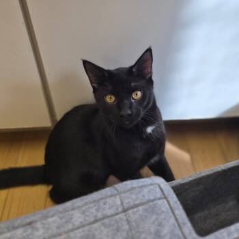 Shadow -  Domestic Short Hair Cat for Adoption in Woodstock, Illinois - Shadow | PetCurious