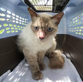 SWEETIE -  Domestic Long Hair Cat for Adoption in San Antonio, Texas - SWEETIE | PetCurious