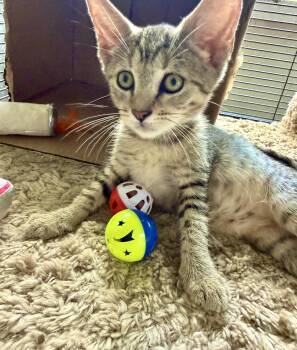 Mousy -  Tabby and Domestic Short Hair Cat for Adoption in Homestead, Florida - Mousy | PetCurious