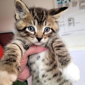 Socks -  Domestic Short Hair Cat Available for Adoption in Belfair, Washington - Socks | PetCurious
