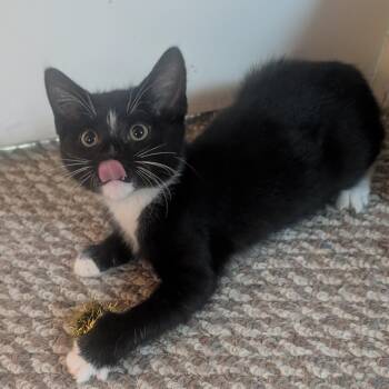 Nip -  Tuxedo and Domestic Short Hair Cat for Adoption in UNIVERSITY PA, Maryland - Nip | PetCurious