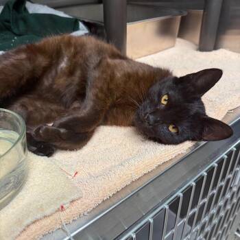 Guinness -  Domestic Short Hair Cat for Adoption in Attica, New York - Guinness | PetCurious