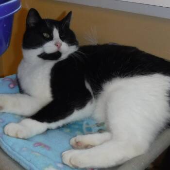 Rescue Tuxedo Cats for Adoption in Hoquiam, Washington - Claude - Big & Confident | PetCurious
