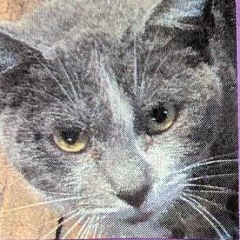 Russian Blue and Domestic Short Hair Cats Available for Adoption - Hazel | PetCurious