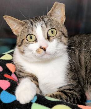 Woody -  Domestic Short Hair Cat for Adoption in Cincinnati, Ohio - Woody | PetCurious