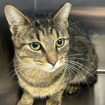 Don -  Domestic Short Hair Cat for Adoption in Allegan, Michigan - Don | PetCurious