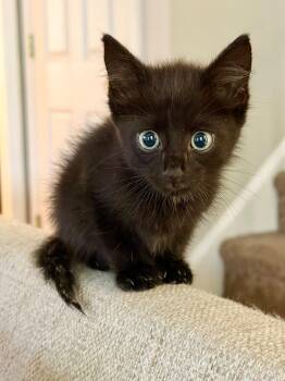 Joey -  Domestic Medium Hair Cat for Adoption in Raleigh, North Carolina - Joey | PetCurious
