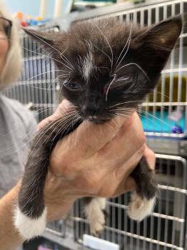 Sequoia - At shelter -  Domestic Short Hair Cat for Adoption in Rustburg, Virginia - Sequoia - At Shelter | PetCurious