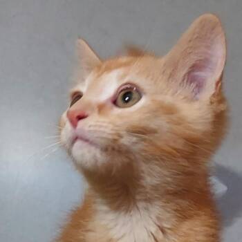 Domestic Short Hair Cats Available for Adoption in Dayton, Ohio - Clyde | PetCurious
