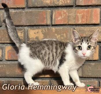 Gloria Hemmingway -  Domestic Short Hair Cat for Adoption in Douglasville, Georgia - Gloria Hemmingway | PetCurious
