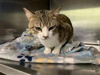 Domestic Short Hair Cats Available for Adoption - CEREAL MILK | PetCurious