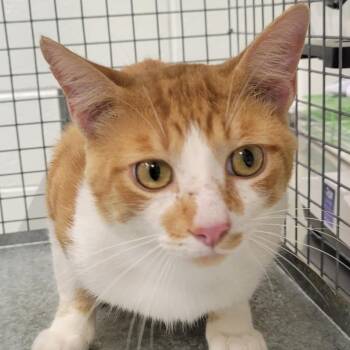 Hotel -  Domestic Short Hair Cat for Adoption in Chattanooga, Tennessee - Hotel | PetCurious