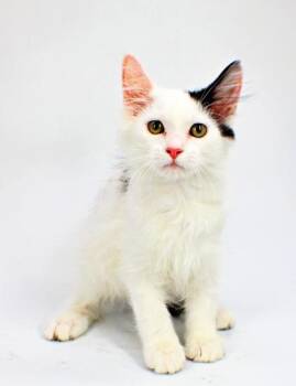 Copperfield -  Domestic Long Hair and Domestic Short Hair Cat for Adoption in Morton Grove, Illinois - Copperfield | PetCurious