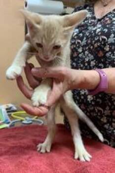 Domestic Short Hair Cats Available for Adoption - Caramel | PetCurious