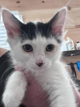 Marlin -  Domestic Medium Hair Cat for Adoption in Cumming, Georgia - Marlin | PetCurious